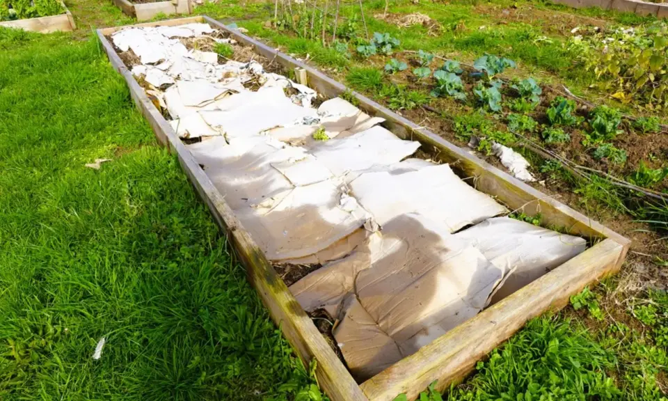 Un carré potager utilise du carton pour couvrir le sol, une astuce pour savoir que mettre au sol pour éviter les mauvaises herbes.