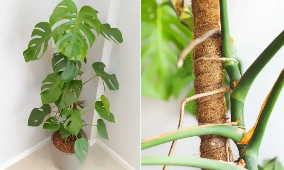 Monstera na paliku kokosowym. Czy można obcinać korzenie monstery? Pielęgnacja tej rośliny jest prosta.