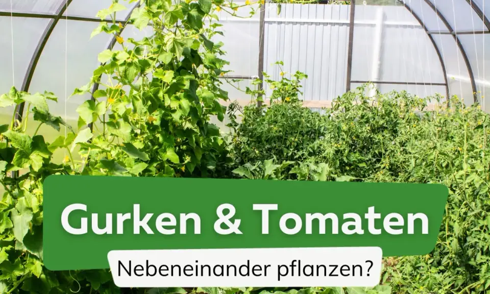Gurken und Tomaten wachsen üppig nebeneinander in einem Gewächshaus.