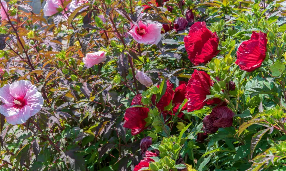Un magnifique **hibiscus en pot** déploie ses pétales roses et rouges vifs, entouré de feuilles sombres et de bourgeons verts.
