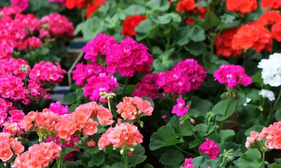Gros plan sur des géraniums aux couleurs vives, roses, rouges et blancs. L'arrosage des géraniums est essentiel pour leur floraison éclatante.