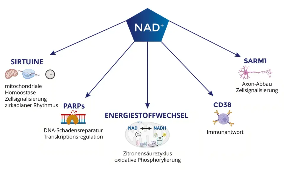 NAD+ ist zentral für den Energiestoffwechsel, DNA-Reparatur, Immunantwort und Zellfunktionen. NADH ist hierbei ein wichtiger Co-Faktor.