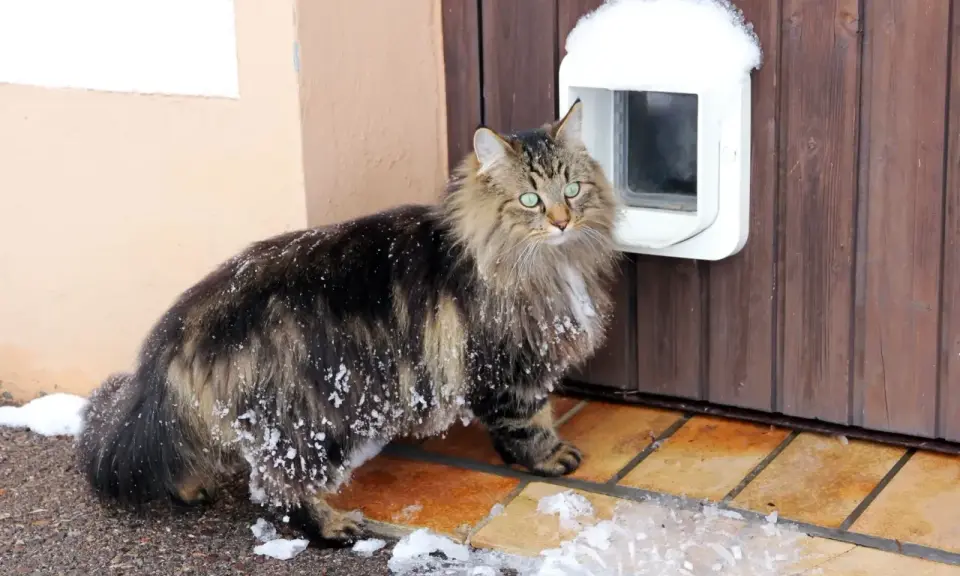 Langhaarkatze mit Schneeflocken im Fell steht vor einer Katzenklappe, die in eine Holztür eingebaut wurde.