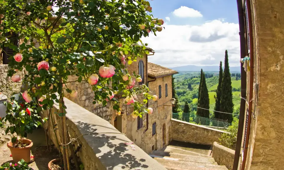 En vacker rosenbuske blommar vid en stentrappa i Toscana. Perfekt för tips om resa till Italien.