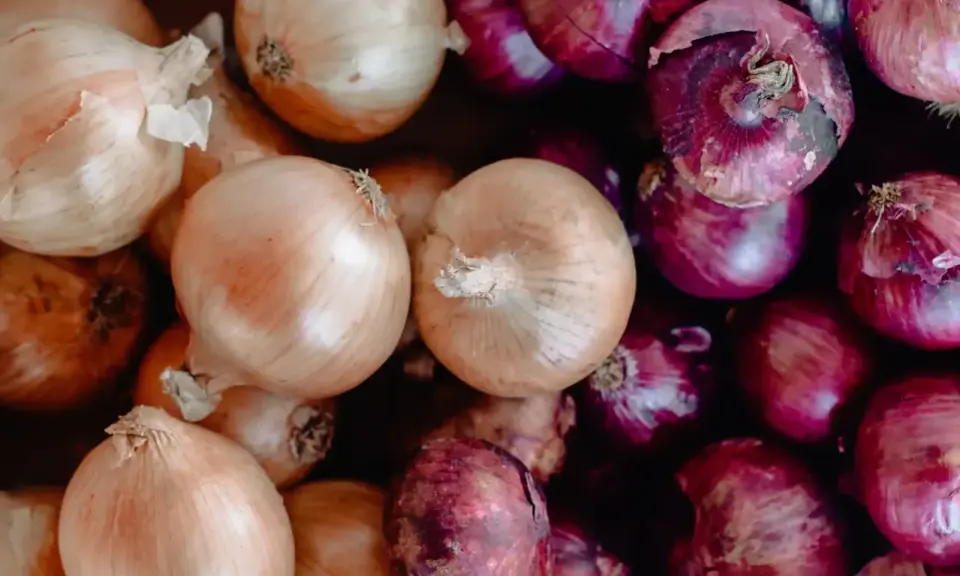 Gros plan sur une **plantation d'oignons rouges** et jaunes, prêts à être cuisinés.