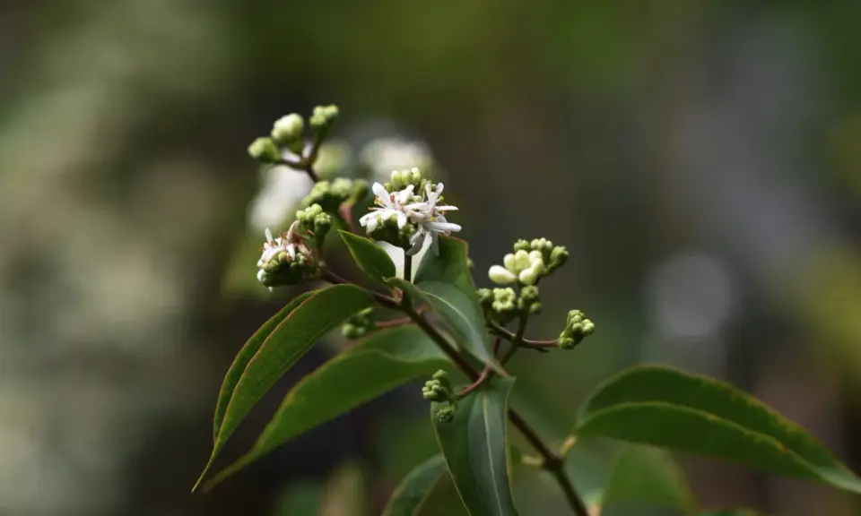 En gren med gröna blad och små, vita blommor som påminner om en jasmin blomma. Några knoppar syns också.