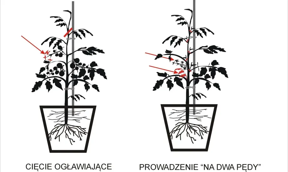 Przycinanie pomidorów: Poradnik, który zmieni Twoje zbiory!