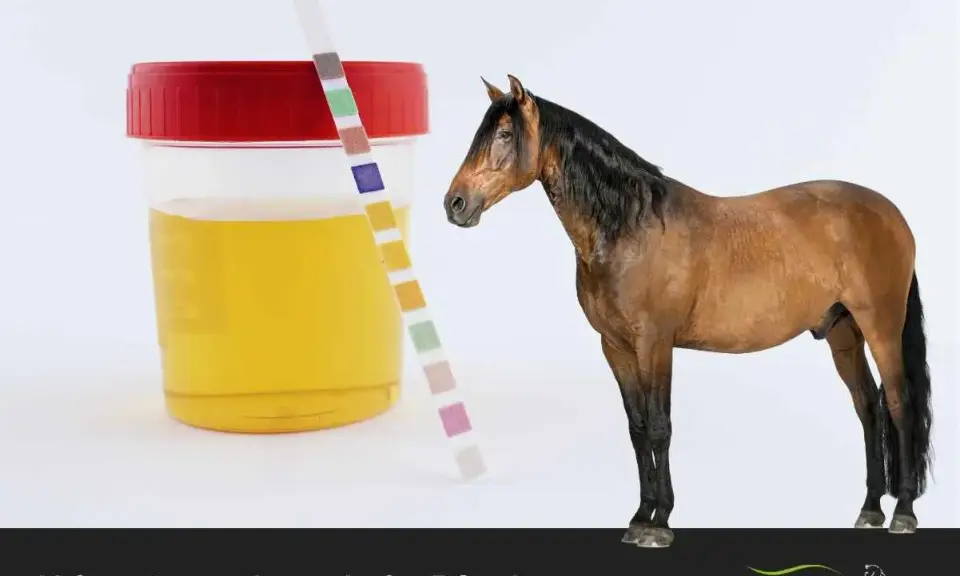 Urinprobe eines Pferdes mit Teststreifen. Die Farbe des Urins ist gelb, nicht dunkler Urin.