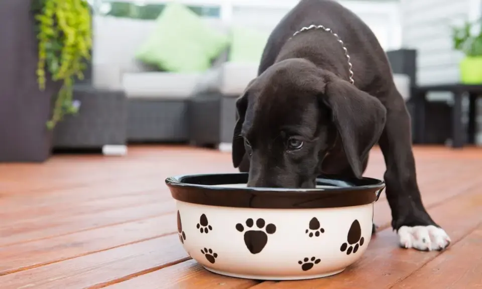 Un chiot noir boit dans une gamelle décorée de pattes. Il semble mélanger les croquettes avec de l'eau pour un repas plus facile.