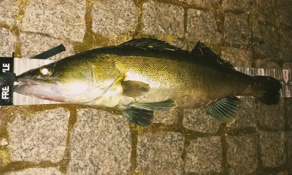 Piękny sandacz złowiony na spinning. Ryba leży na kamiennym podłożu obok miarki.