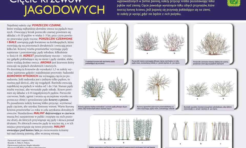 Agrest: Cięcie krok po kroku. Więcej owoców, zdrowszy krzew!