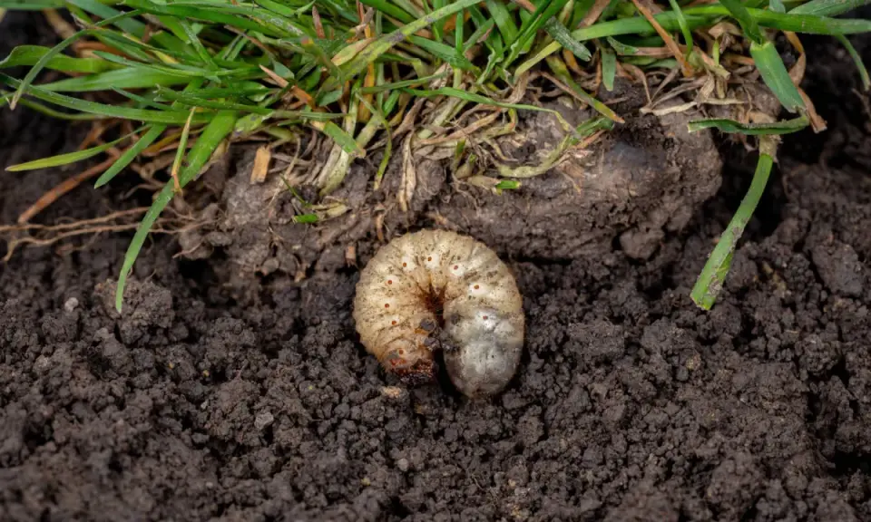 A plump white grub, a common lawn pest, curls in dark soil beneath green grass blades.