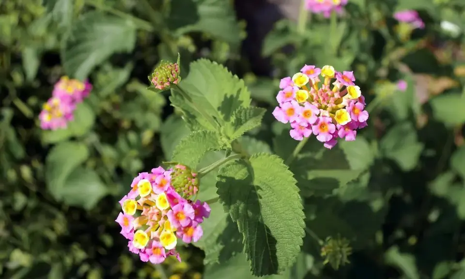 Fleurs de litsée citronnée aux teintes roses et jaunes, avec des feuilles vertes texturées.