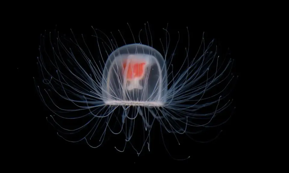 Una medusa immortale, trasparente e luminosa, con tentacoli sottili che si estendono nell'oscurità, un vero gioiello del mare.