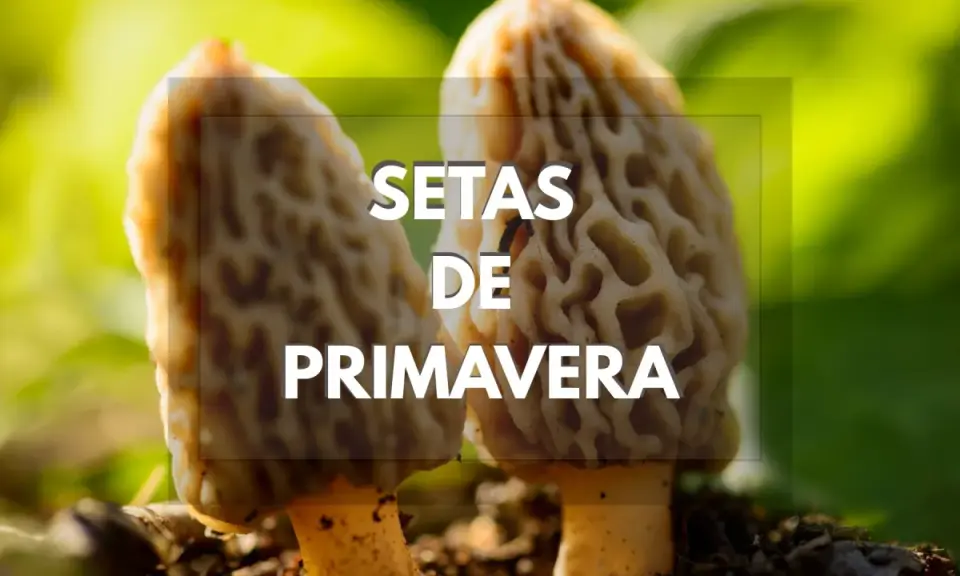 Setas de primavera en Cataluña, con su característica forma alveolada, brotando en la tierra.