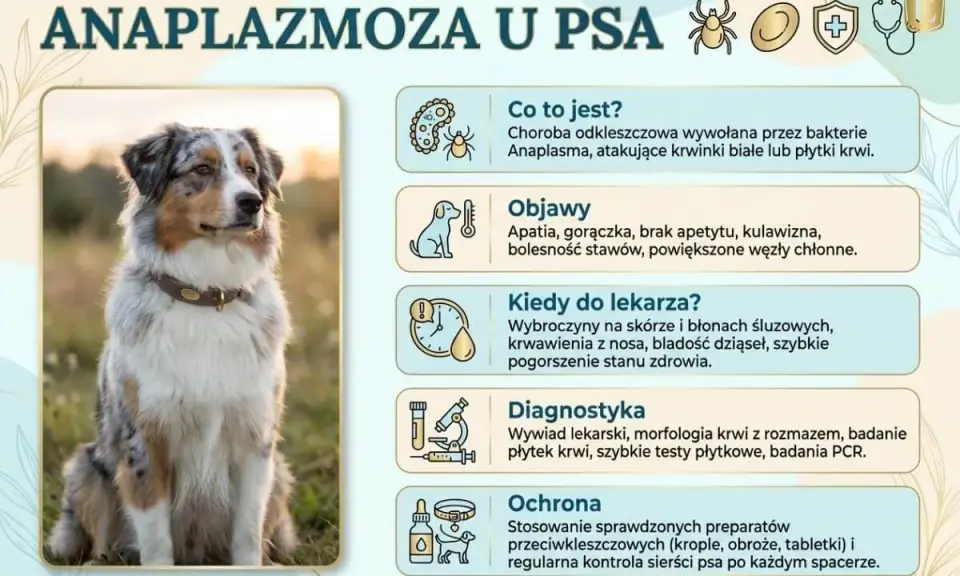Anaplazmoza u psa: objawy, kiedy do weterynarza, diagnostyka i ochrona. Zdjęcie przedstawia psa rasy Australian Shepherd.