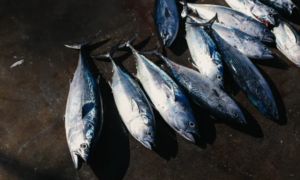Un gruppo di tonni rossi mediterranei appena pescati, con le loro squame argentate che brillano sotto la luce.