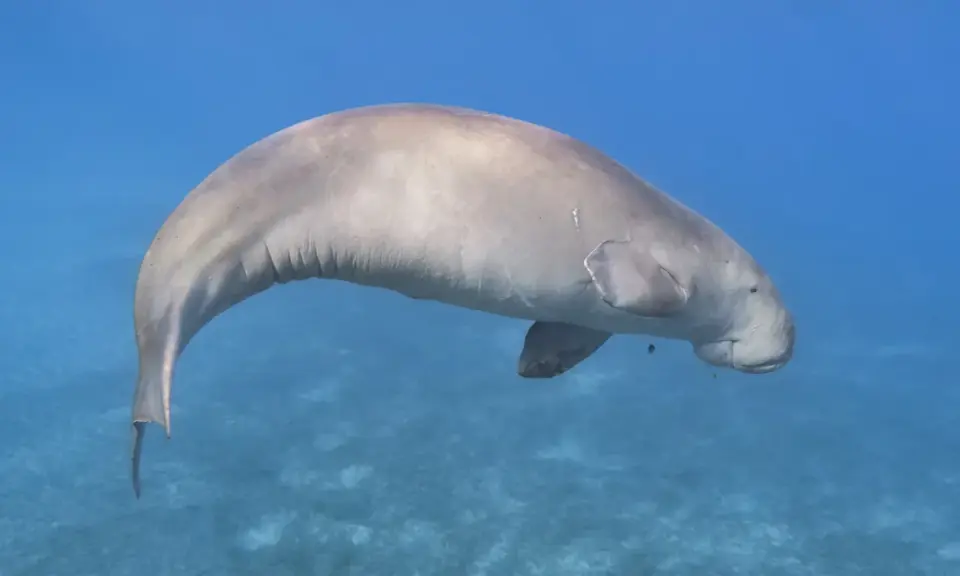 Dugong, jedno z fascynujących zwierząt w Egipcie, pływa w turkusowych wodach Morza Czerwonego.