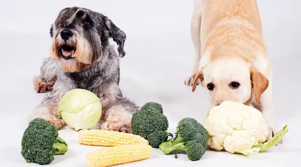 Dwa psy, sznaucer i labrador, badają warzywa. Czy pies może jeść kalafior? Labrador wącha kalafior, obok brokuły i kukurydza.