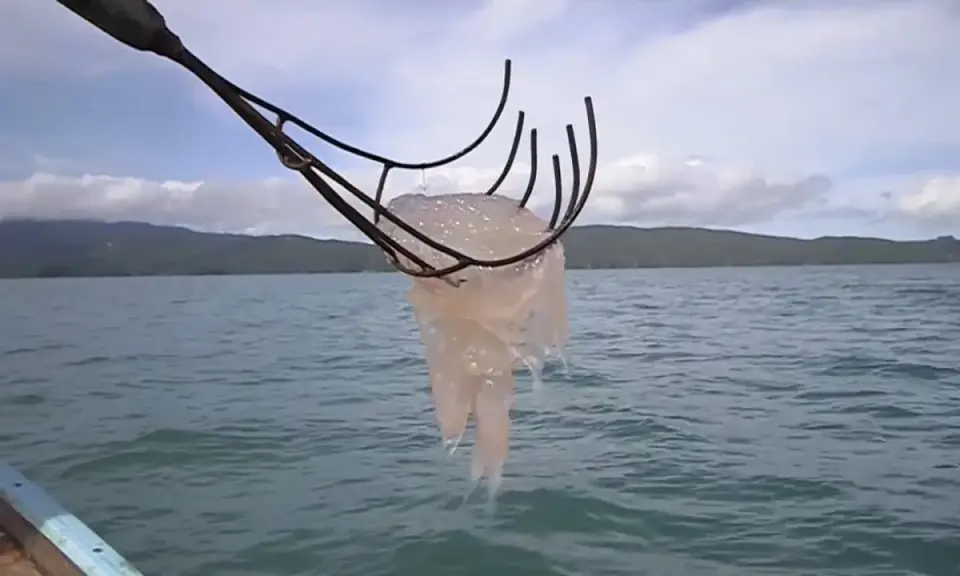 Una medusa trascinata da un attrezzo da pesca, pronta per essere cucinata. Chi mangia le meduse?