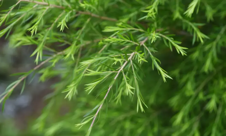Rameaux de tea tree vertus, aux feuilles fines et vertes, évoquant la nature et le bien-être.