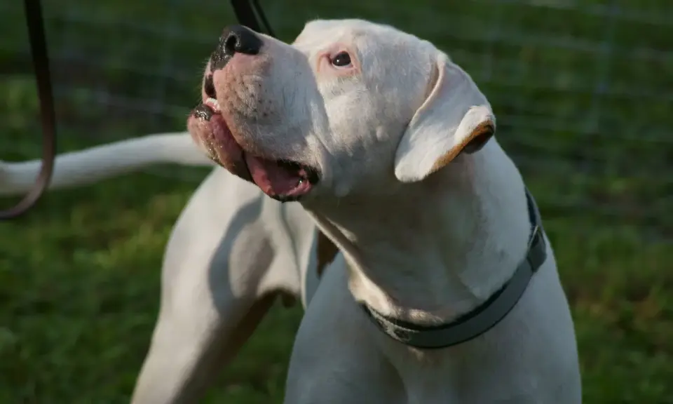 Mocny dogo argentino z otwartym pyskiem, patrzący w górę. W tle zielona trawa i siatka.