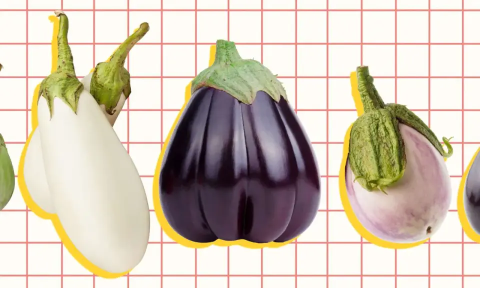 A colorful display of various types of eggplant, from white to deep purple, arranged on a grid background.