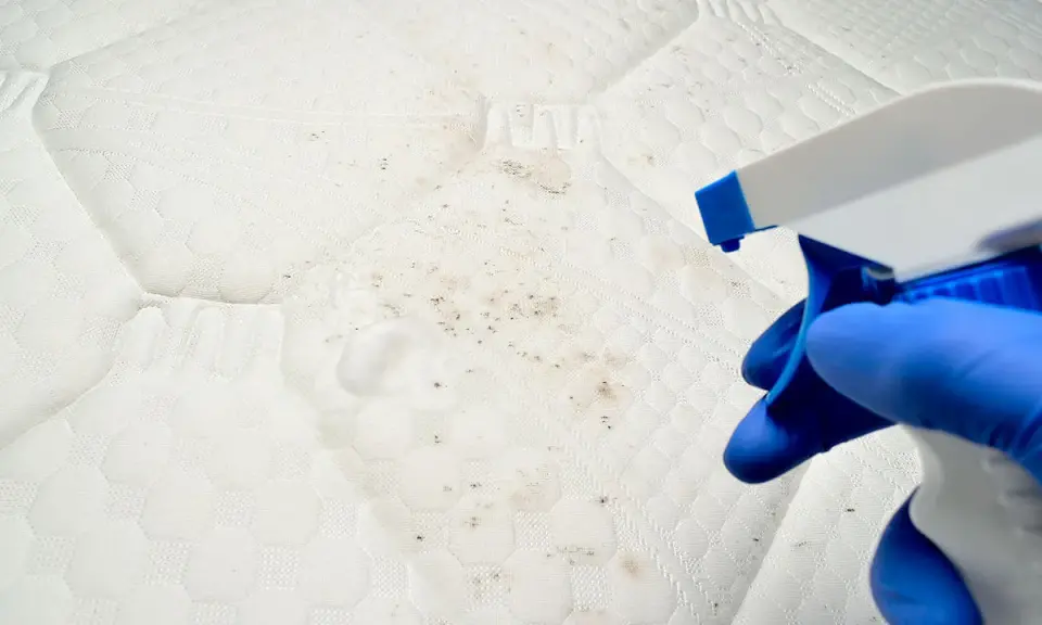 Mano con guante azul rocía limpiador sobre un colchón con manchas de humedad y moho.