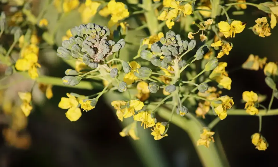 Broccoli blooms with bright yellow flowers, showing that even vegetables can bloom beautifully.
