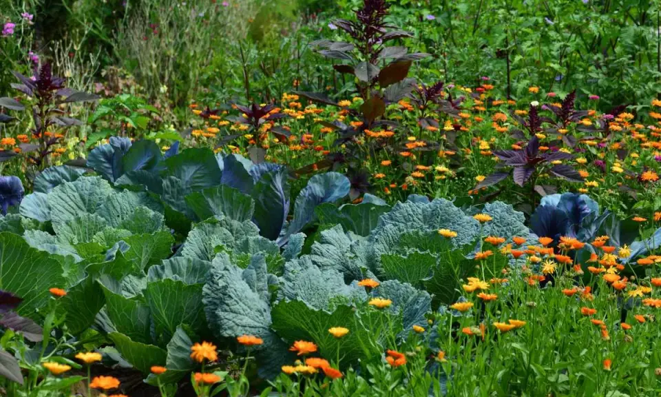 Chou vert et fleurs de souci orangées dans un jardin luxuriant. Une belle inspiration pour savoir que semer aujourd'hui.