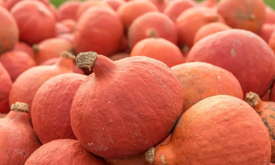 Mnóstwo pomarańczowych dyń hokkaido, gotowych do zbioru. Ich uprawa to prawdziwy jesienny skarb.