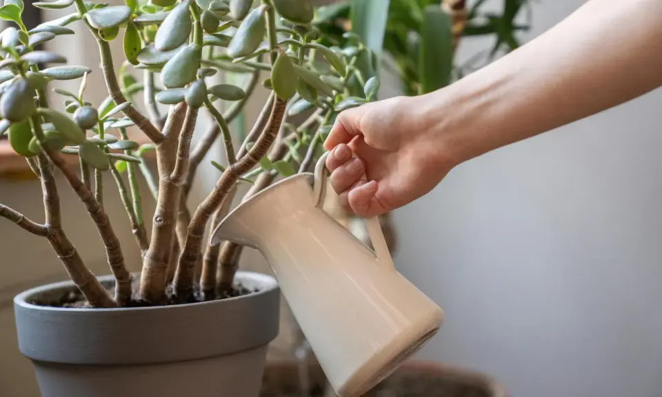 Mano riega un árbol de jade con una regadera blanca. Las hojas verdes y carnosas del árbol de jade reciben agua.
