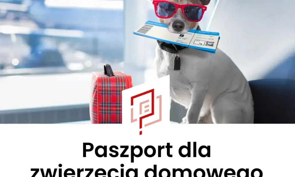 Pies w okularach przeciwsłonecznych trzyma bilet lotniczy. Obok walizka. To jego paszport dla zwierzęcia domowego na podróż.