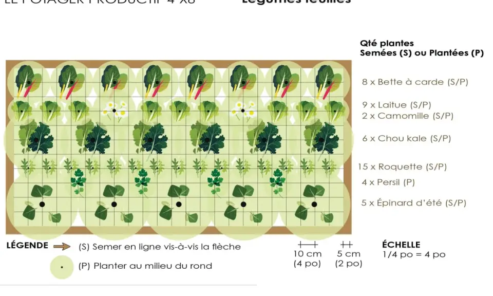 Plan de potager productif avec légumes feuilles : bette, laitue, chou kale, roquette, persil, épinard. Idéal pour la rotation culture potager.