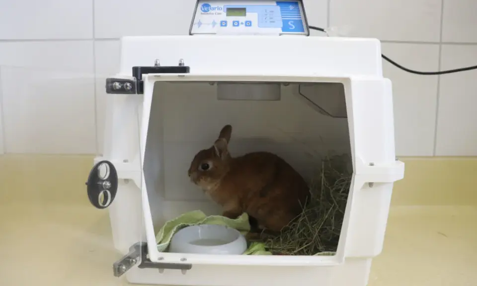 Kleines Kaninchen in einer Transportbox, das ängstlich wirkt. Es sitzt neben Heu und einer Wasserschale.