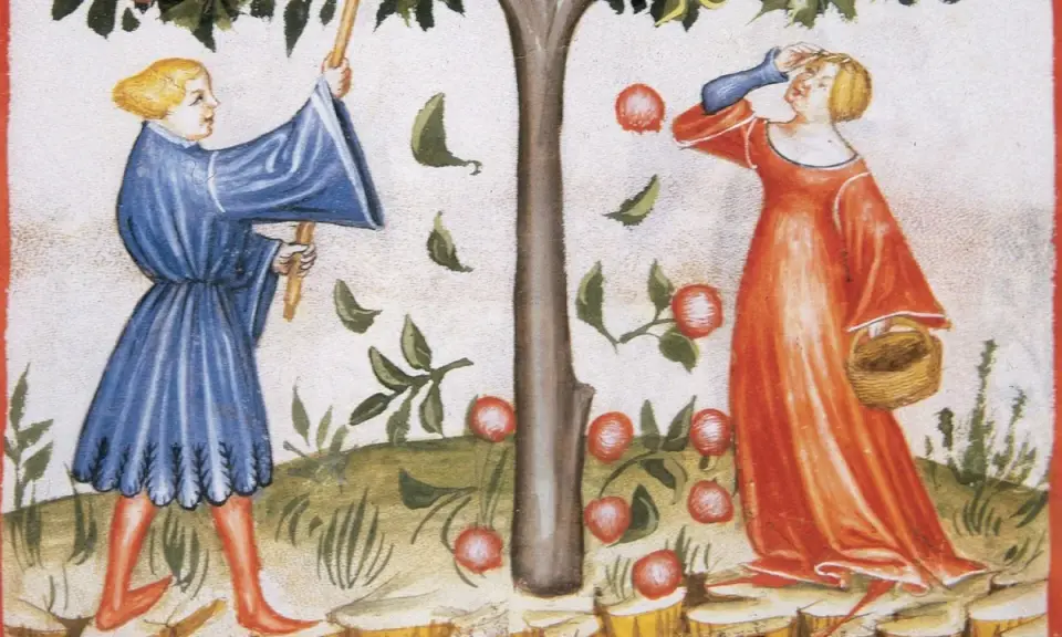 Zwei Frauen im Mittelalter pflücken Äpfel von einem Baum. Eine Frau in Blau schüttelt den Baum, die andere in Rot sammelt die Früchte in einem Korb.