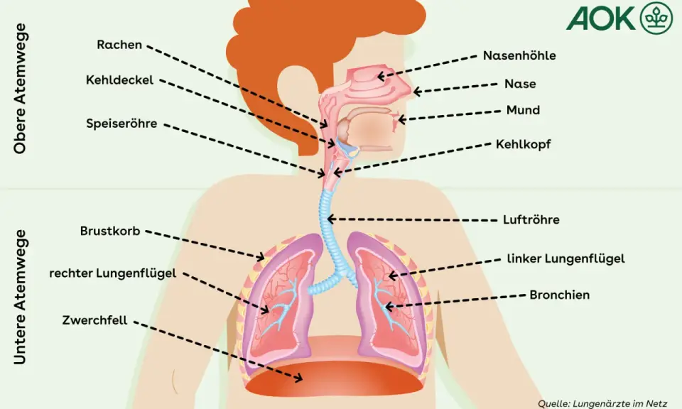 Schema der Atemwege mit Lunge. Bei Asthma können die Bronchien sich verengen, was zu Lungenschmerzen führt.