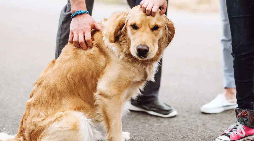 Złoty retriever siedzi na drodze, głaskany przez właściciela. Czy to jest powód, dlaczego pies ucieka od właściciela?