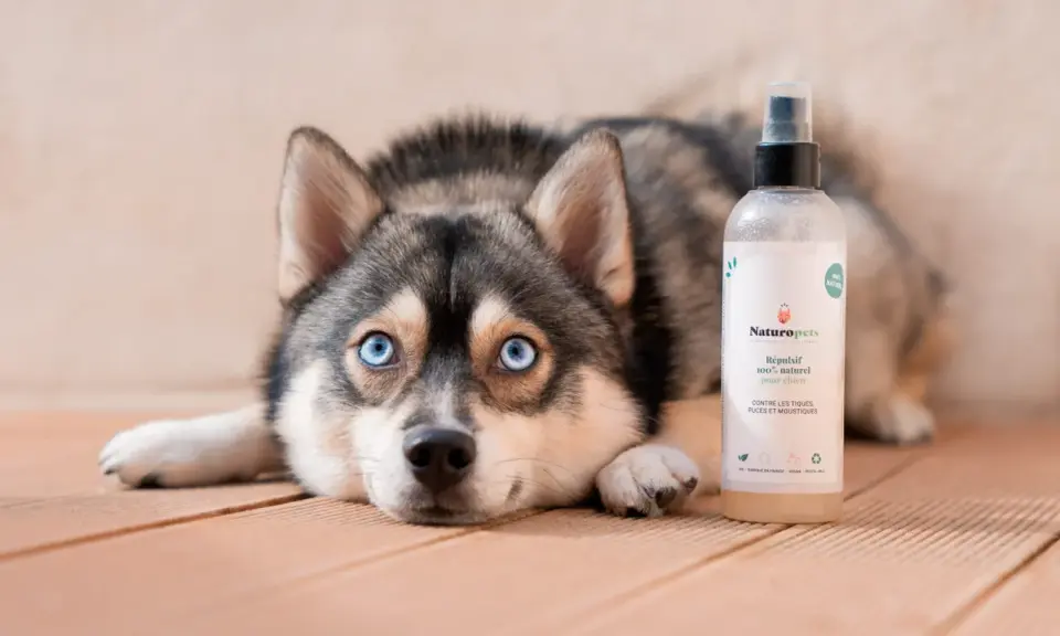 Un chien au regard bleu intense repose à côté d'un spray répulsif naturel. Ce produit est une huile essentielle contre les tiques, puces et moustiques pour chien.