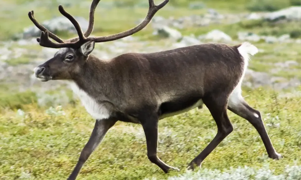 Ren med imponerande ren horn rör sig genom ett grönskande landskap.