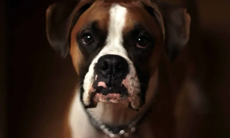 Un magnifique boxer chien au regard intense, avec une liste blanche sur le front et un collier argenté.