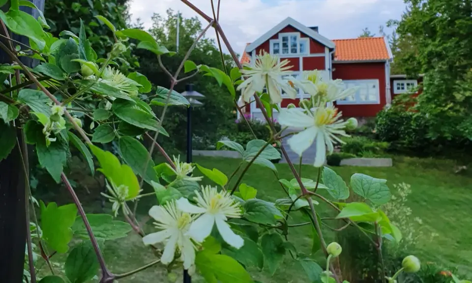 Vit klematis klättrar på en spaljé framför ett rött hus med vita knutar.