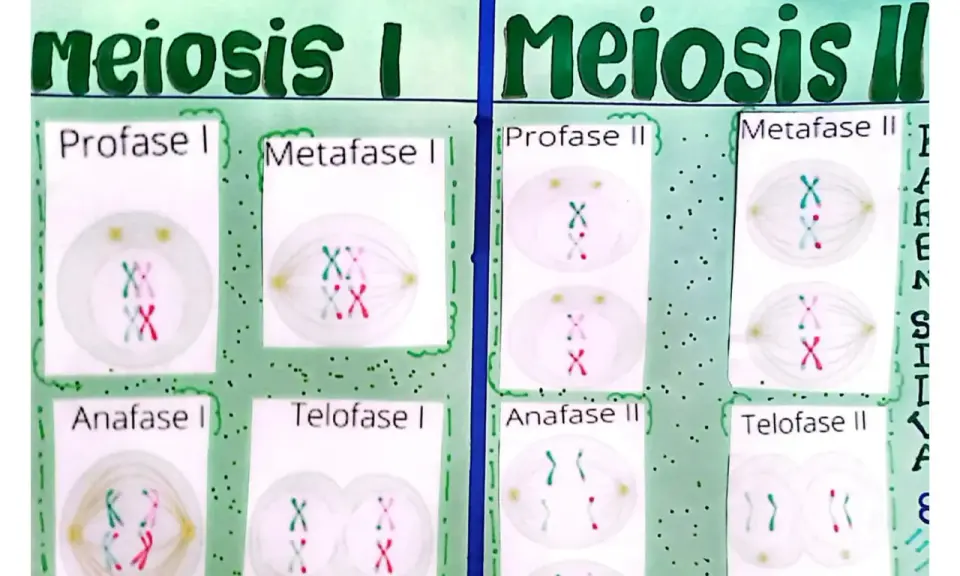 Diagrama de la meiosis I y II. La telofase I muestra dos células hijas con cromosomas duplicados.