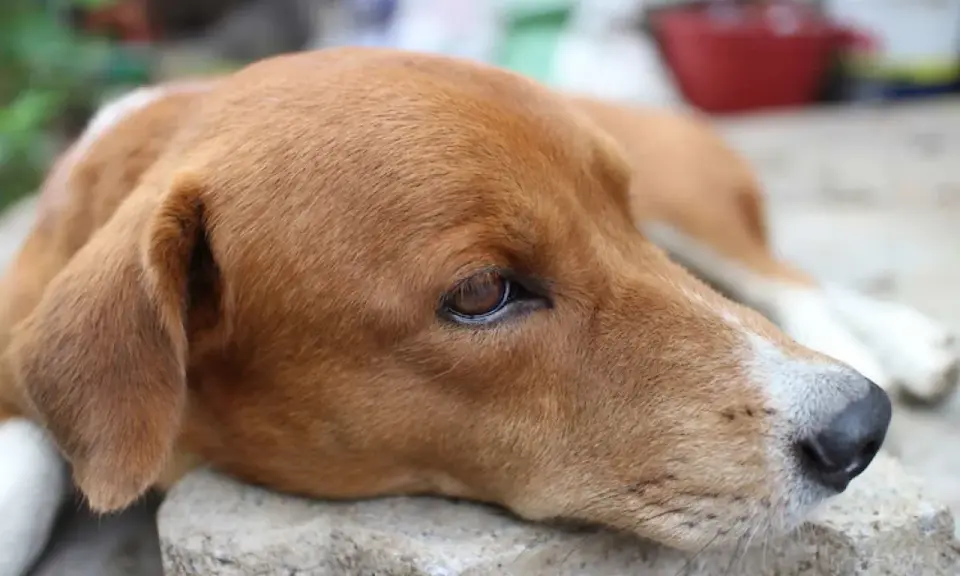 Un chien au pelage brun clair, le regard triste, peut-être affecté par la maladie de Lyme.