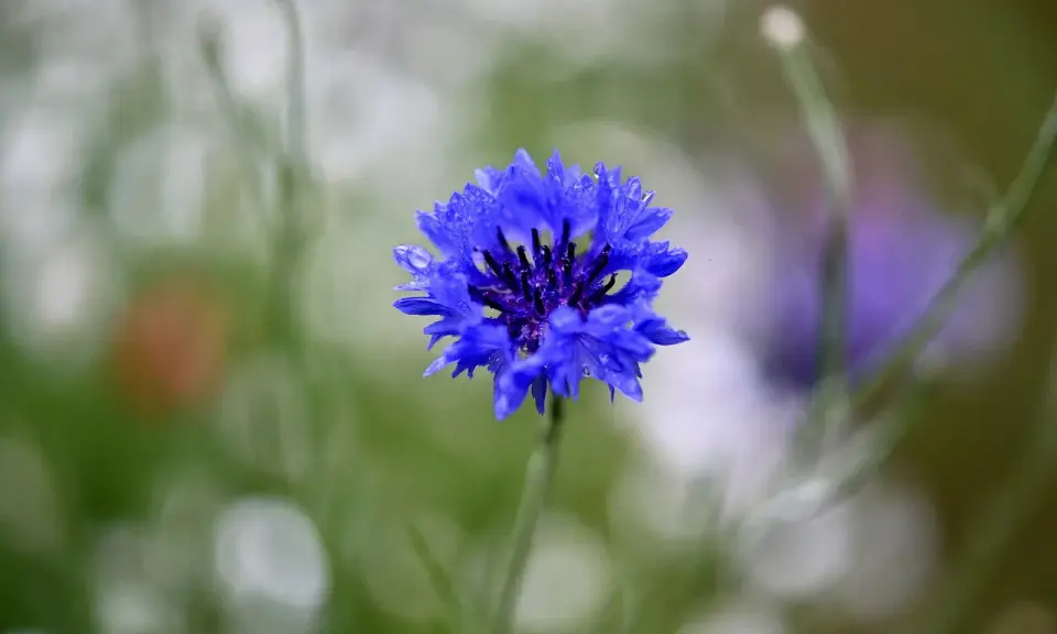 Fleur de bleuet, ornée de gouttes d'eau. Une beauté qui peut cacher un danger, comme l'eau de bleuet.