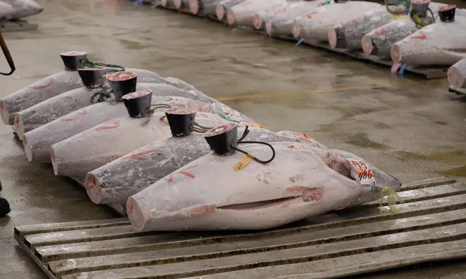 Rows of large, whole yellowfin tuna, some with tags and black caps on their tails, displayed on a wet floor.