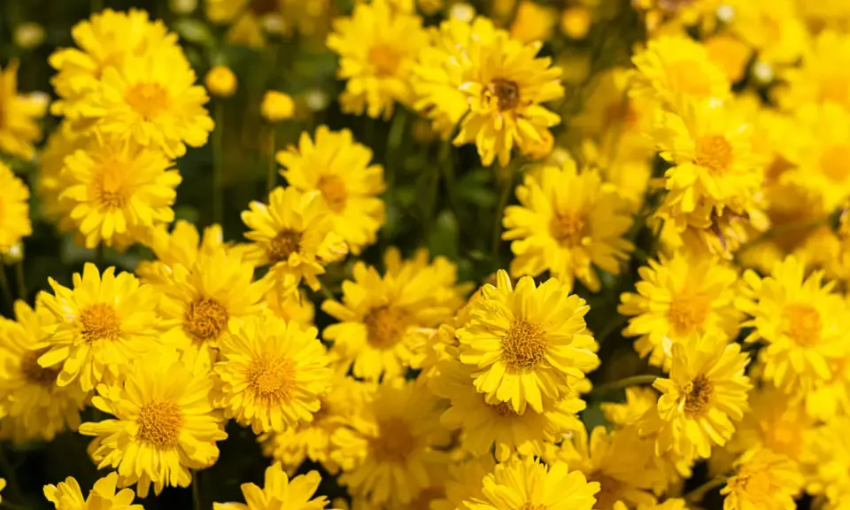 Un champ de chrysanthèmes jaunes éclatants, évoquant la vitalité et le bien-être, peut-être liés à des recherches sur le chrysanthellum et la perte de poids.