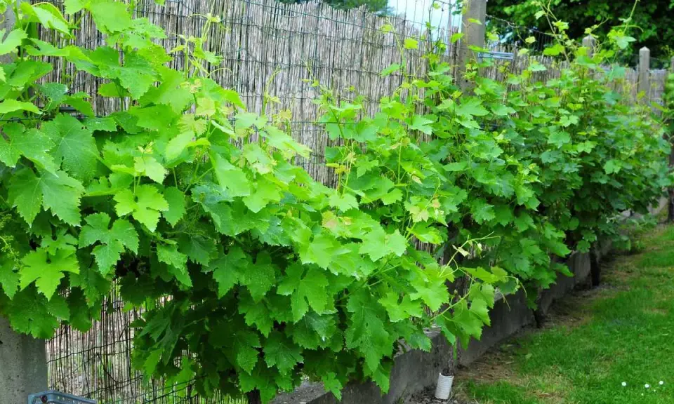 Vigne grimpante luxuriante s'étendant le long d'une clôture en bambou. Le feuillage vert vif suit un schema taille vigne grimpante, créant une barrière naturelle.