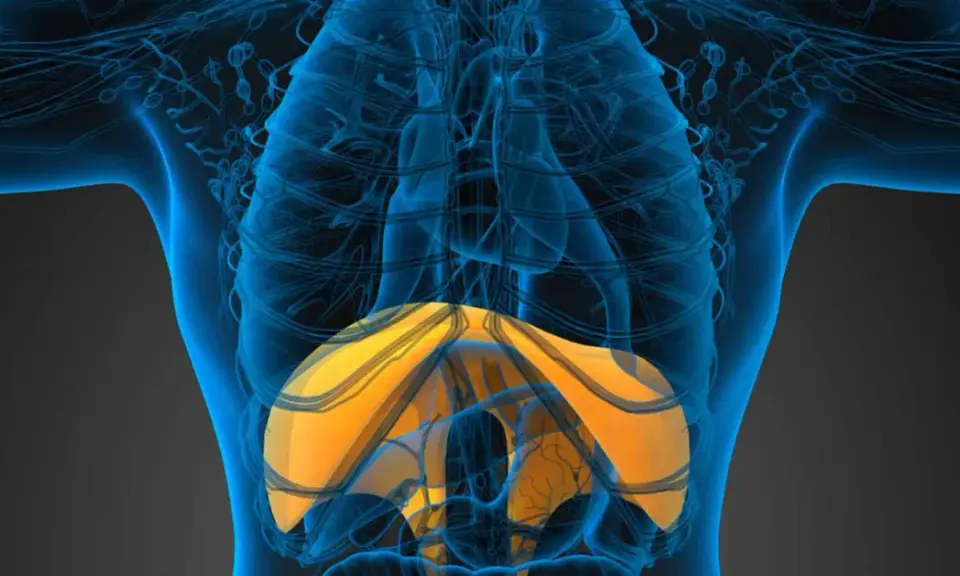 Anatomia umana con evidenziato l'emidiaframma destro sollevato, parte del sistema respiratorio.