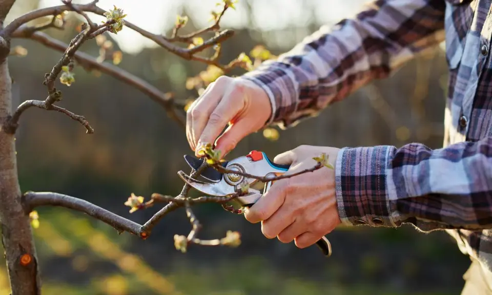 Quand tailler un pommier : des mains expertes utilisent un sécateur pour élaguer un jeune arbre, préparant la saison des fruits.